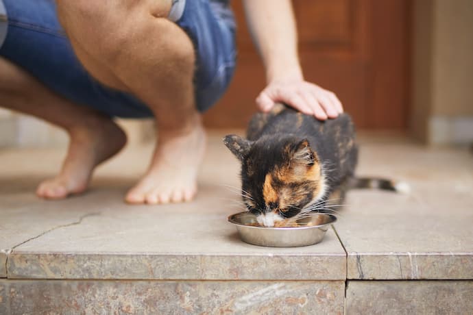 gato comiendo junto a su amo